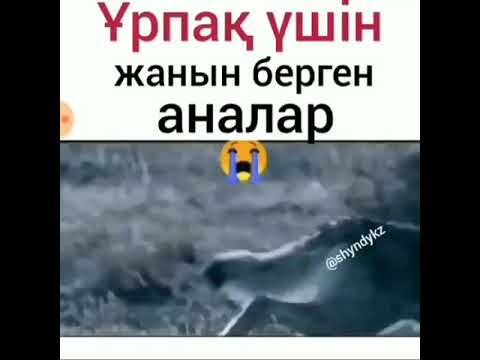 Бейне: Күші жоқтардың ұрпағы