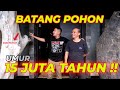 WOW !! BATANG POHON UMUR 15 JUTA TAHUN !!