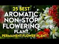 25 best aromatic permanent flowering plants in india  scented flower plant  perennial flower plant