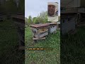 Пчёлки облётываются 🐝