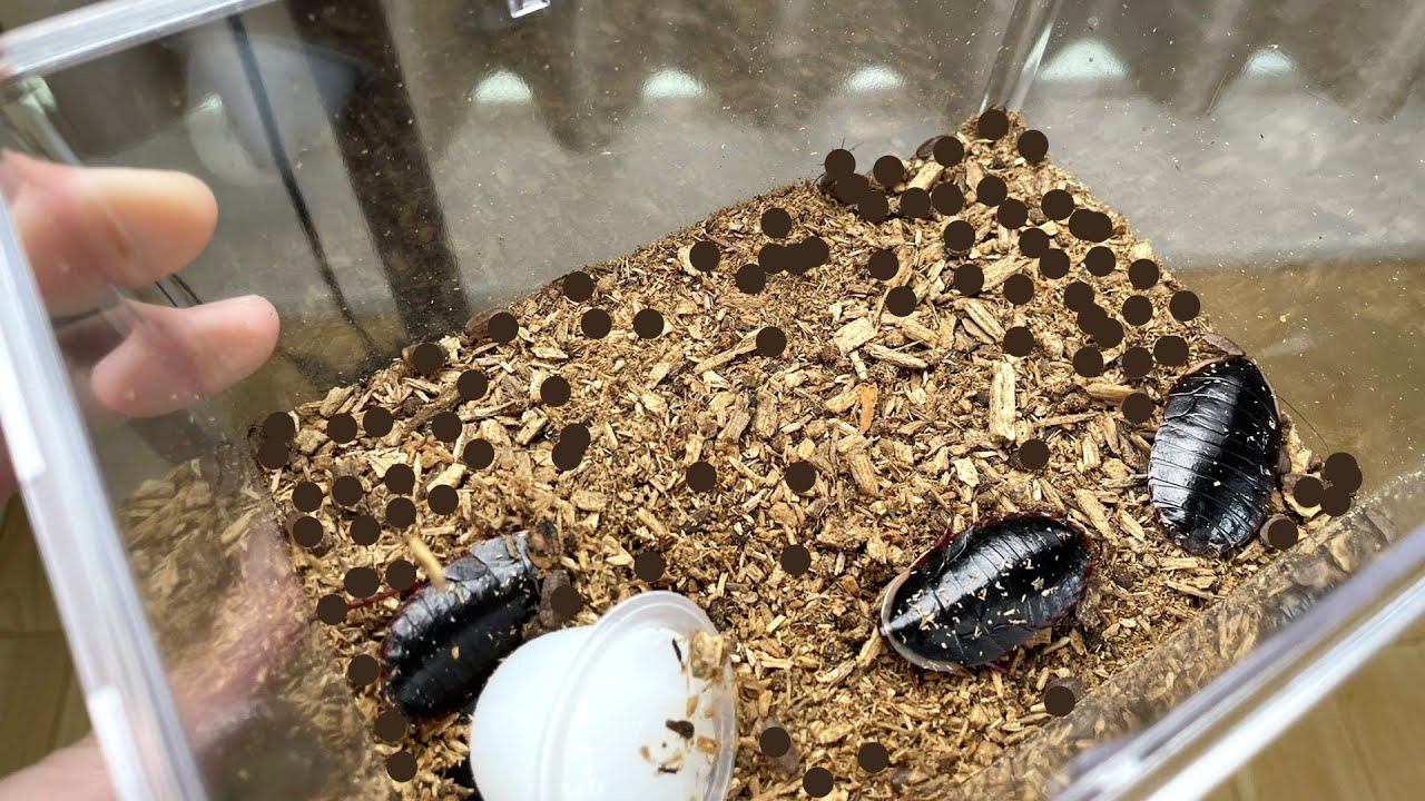 The fate of cockroaches breeding in a YouTuber's house - YouTube
