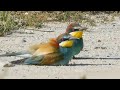 merops apiaster 2 - birds of Greece