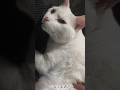 猫ぷよぷよ