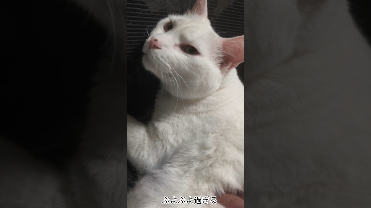 猫ぷよぷよ