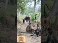 angry monkey attack #bandar #monkey #monkeyvideo