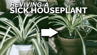 House Plant Rescue: Saving a Spider Plant From Death ?️?