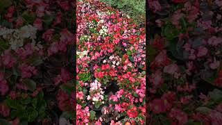 Beautiful Spring Flowers #flowerstagram #nature