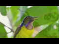 30 Menit Masteran Burung Sogok Ontong Burung Pemakan Madu
