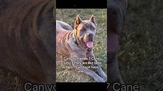Our 7 beautiful Cane Corso pack