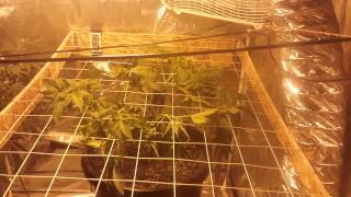 La Plata labs/white voodoo