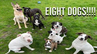 Eight Dogs in a Backyard at One Time!