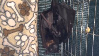 Mother Cleaning Baby Bat