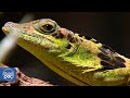 Las espectaculares tribus del Amazonas y los habitantes de la selva (Documental Completo)