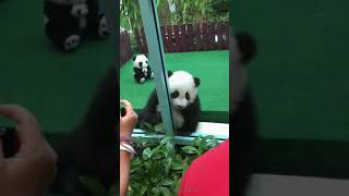 Baby panda in Malaysia