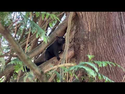 Vídeo: O que os esquilos comem em nossas florestas?