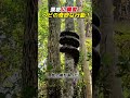 深夜に異変！ ヘビの奇妙な行動！    #巨大ヘビ #大蛇 #野生動物 #自然の謎 #動物の世界のサムネイル