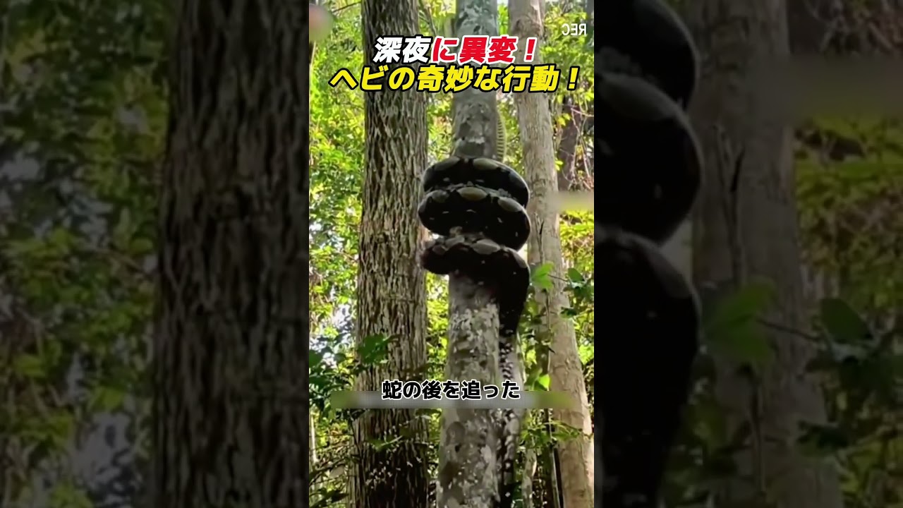 A Bizarre Phenomenon at Midnight! The Snake's Strange Behavior