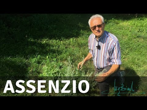 Video: Assenzio Ombroso