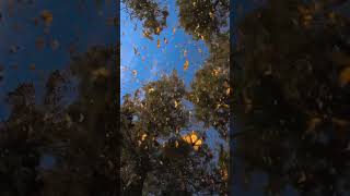 Monarch Butterflies Swarm The Sky During Migration