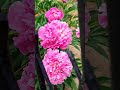 1 юни 2026 г.Божур,Paeonia