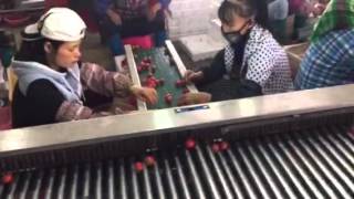 dates / olives / cherry tomatoes sorting machine
