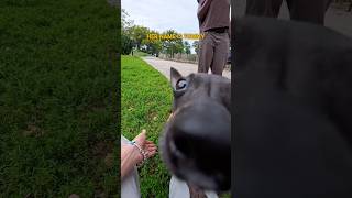 We met a super speedy Hairless Terrier out for a walk! #terrier #dog