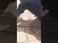 راه ما كاينش مع من هذا البلاد سعيده الله يعفو علينا