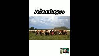 Nomadic Herding