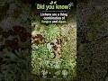 Lichens: Nature’s Ultimate Partnership