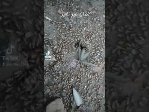 من يعرف ايش اسم هولا يخرجو بعد المطر اتحدي حدا يعرفهن😍😍😍