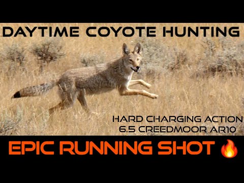 Charging Coyotes | Intense Daytime Hunting | 7 Down | New 2024