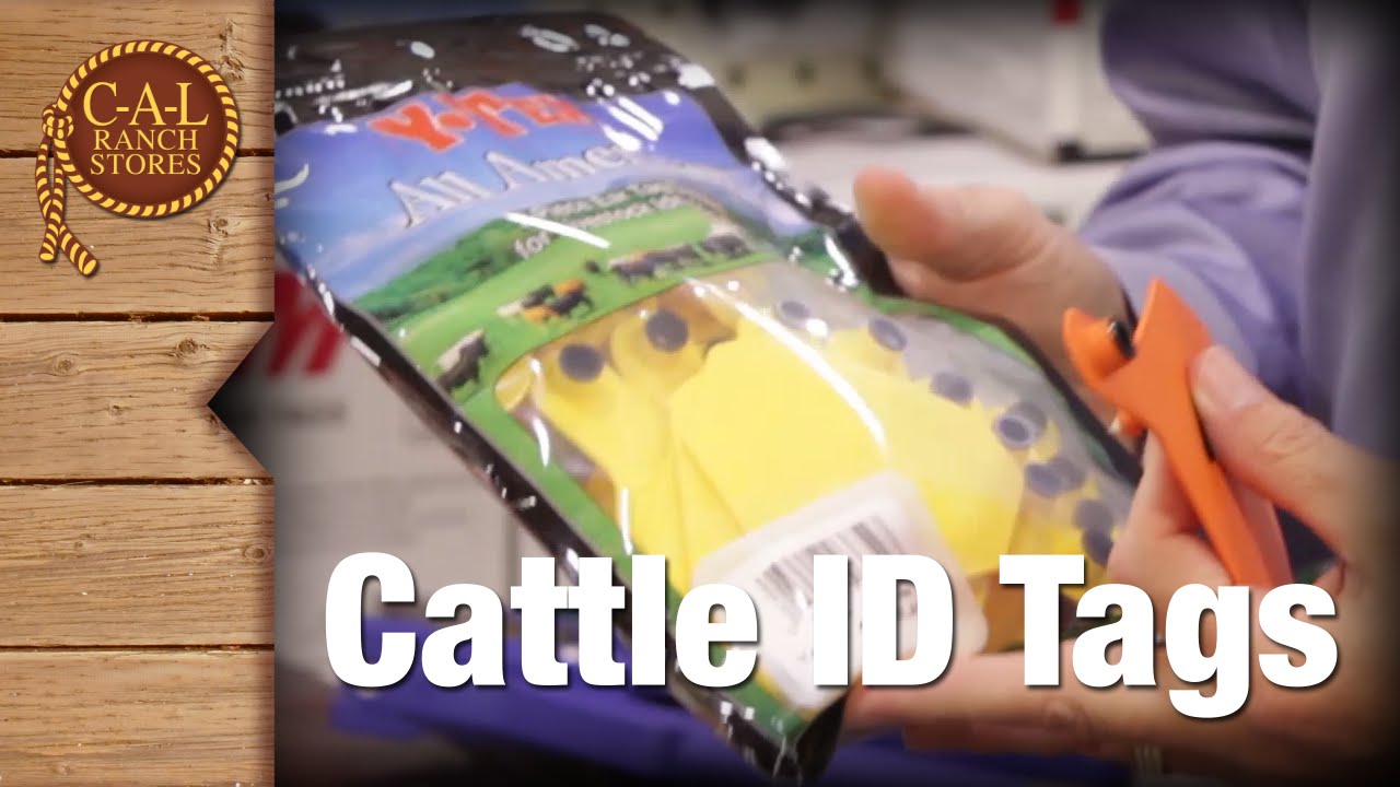 Cattle ID Tags - YouTube