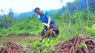LY PHAN harvests cassava, buys more ducks to raise - Lý Càn Phan