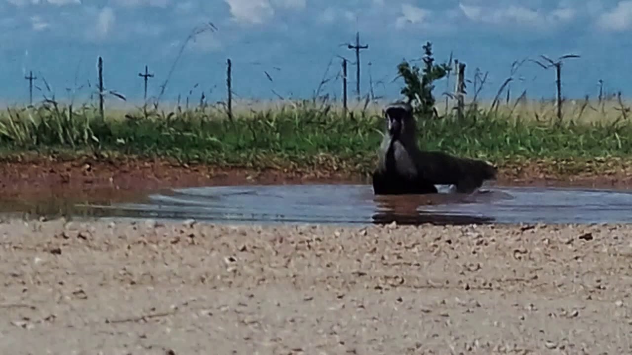 👍😉  El Tero: Ave zancuda. Aquí lo vemos dandose una ducha en un charco bajo 40 grados de temp.. .