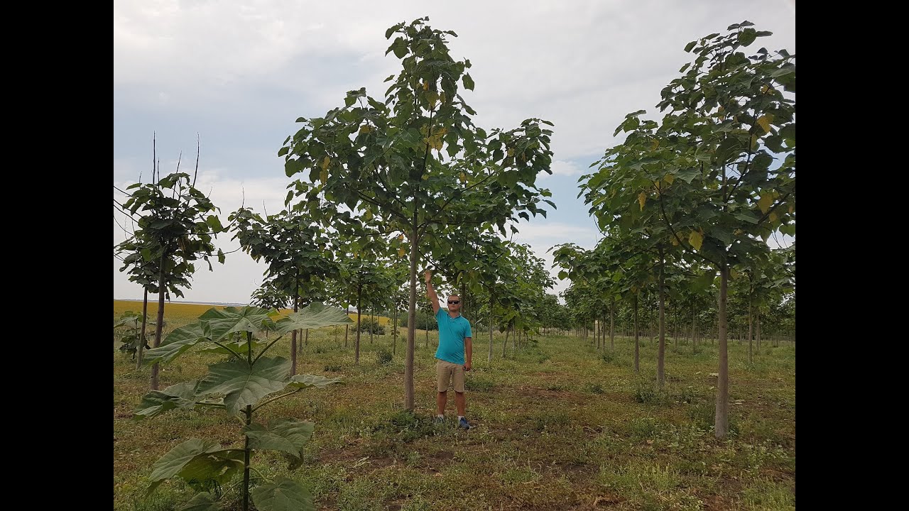 Посадка Павловнии 2017 года, состояние на июль 2020-го.