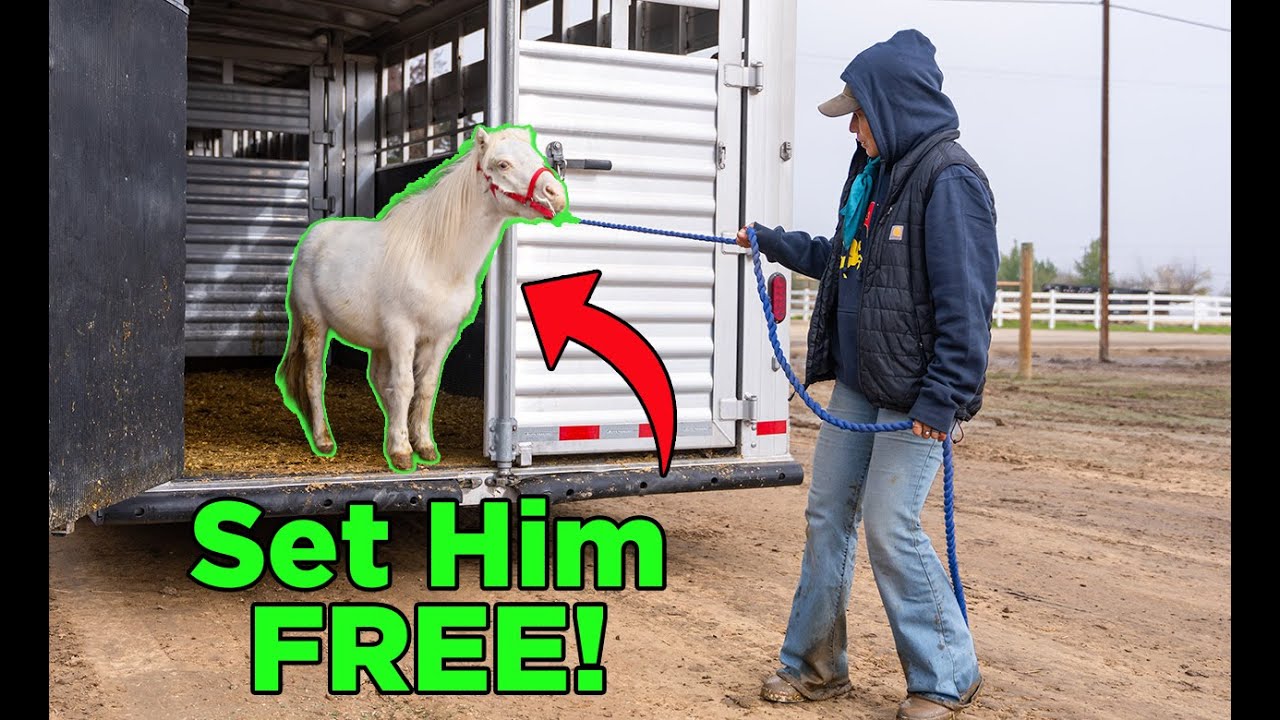 Как мы спасли миниатюрную лошадь от забоя - Эпизод 81