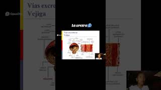 LA URETRA🥶 #fisiologia #fisiologia #2025 #universidad #PreUniversitario