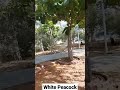 White Peacock (Aqib TV  made a video of a white peacock). #shorts #youtubeshorts #shortsfeed