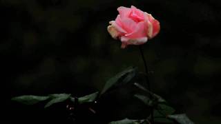 Lonely Flower : Robert Schumann op 82 Waldszenen