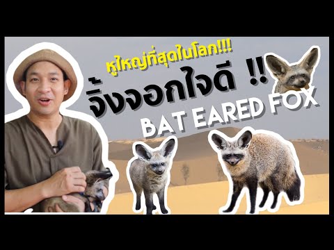 Bat eared Fox จิ้งจอกใจดี!! และหูใหญ่ที่สุดในโลก Minizoo cafe EP.12