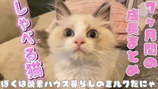 生後9ヶ月を迎えるまでの成長を本猫が語ります