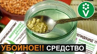 КОЛОРАДСКИХ ЖУКОВ, ТЛИ, МУРАВЬЕВ не будет! Приготовьте биопрепарат своими руками