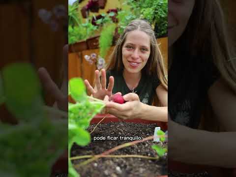 Vídeo: Colhendo rabanetes – Aprenda quando escolher rabanetes