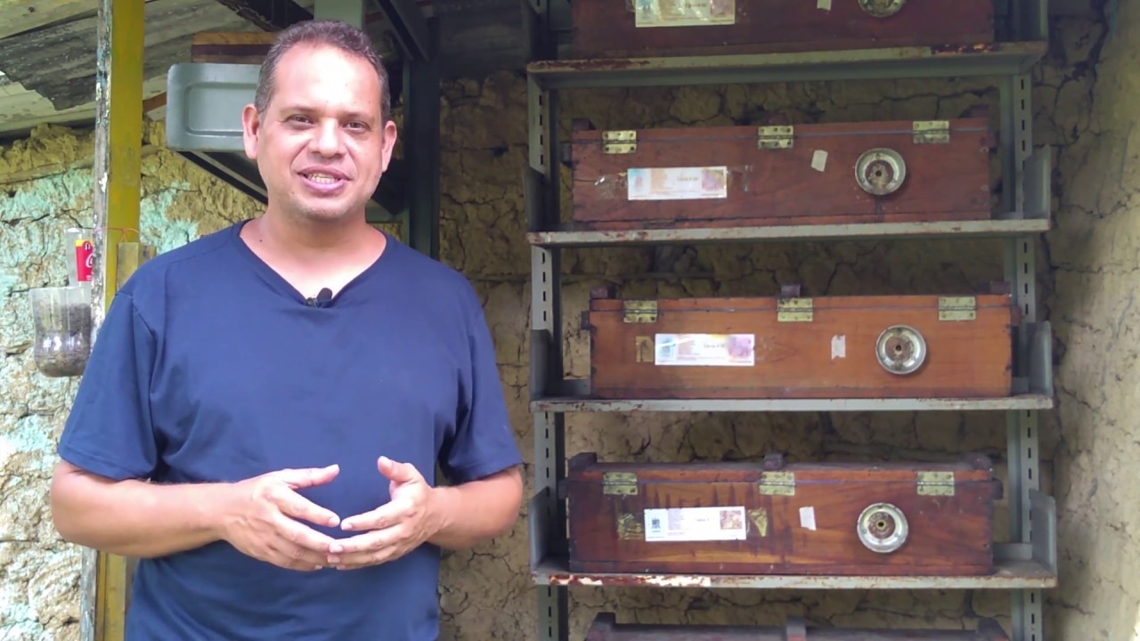 Abelha Uruçu - QUE BICHO É ESSE? - SÉRIE ABELHAS