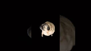 Гагагууг #capcut #funny #обои #remix #memes #bagsonline #cat #emoji