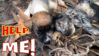 Rescued two puppies in the junkyard, one puppy died. Why throw us away when we're sick. by Home Pet 33,025 views 1 year ago 11 minutes, 17 seconds