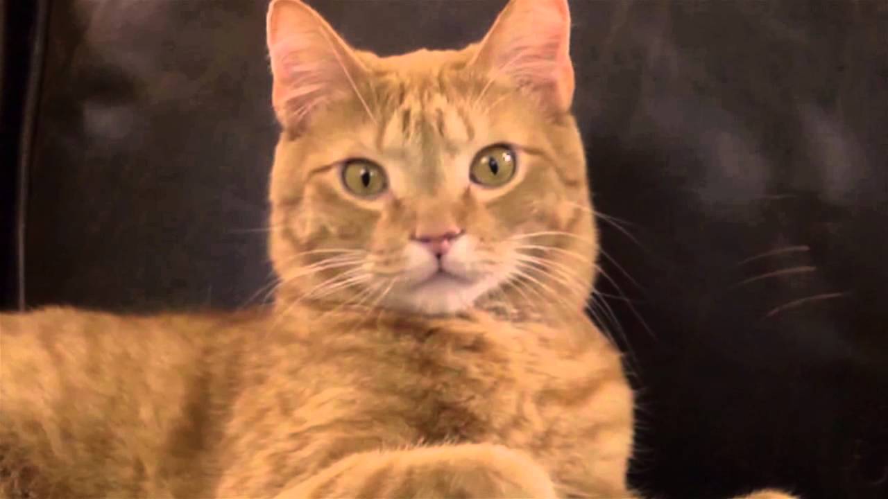 Cat Staring Contest CatsWin YouTube