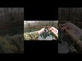 1" adjustment can make the difference! #shorts #fishing #trout #fish #freshwaterfish #creekfishing