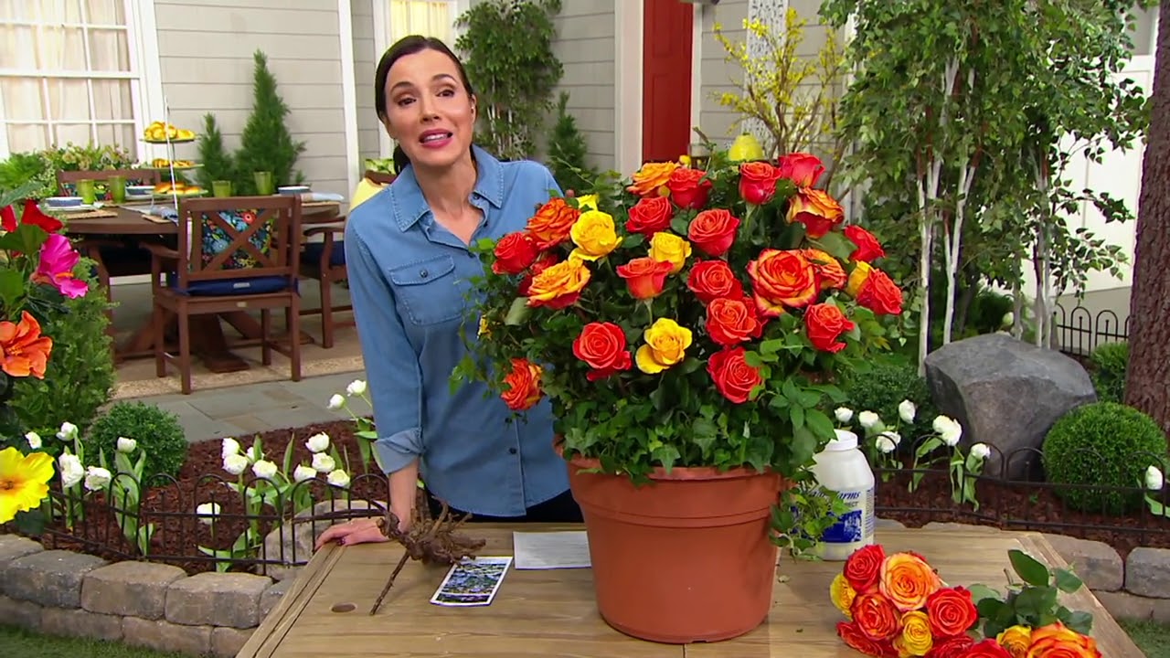 Cottage Farms 2Piece Tough Cookie Roses Live Plants on QVC YouTube