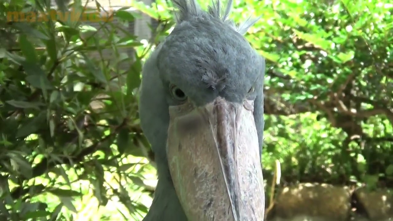 ハシビロコウ可愛い❤ Cute shoebill #181 【Cute animal videos